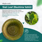 Eco-Friendly Vistaraku Leaf Bowl Set - Siali (Bauhinia vahlii) and Palash Leaves | Biodegradable Disposable Bowls for Parties, Weddings, BBQs & Traditional Events | Zero Waste | 6-Inch Size | Pack of 25